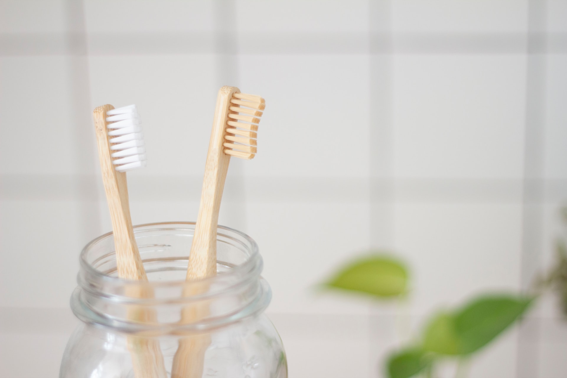 two wooden toothbrushes in jaw on countertop two wooden toothbrushes in jaw on countertop